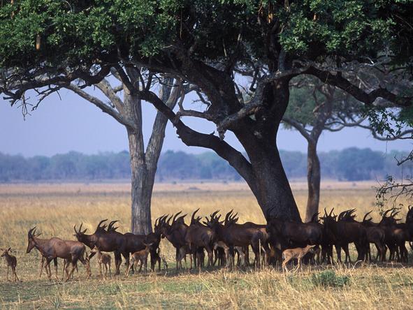 Katavi National Park has wide flood plains which are perfect for spotting big herds of wildlife.
