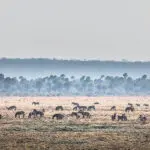 Frei lebendes Zebra in der Chada-Ebene.