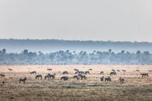 Frei lebendes Zebra in der Chada-Ebene.