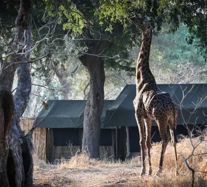 Naturaleza y exterior de la tienda 