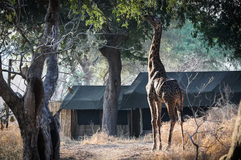 Wildtiere und Außenbereich des Zeltes 