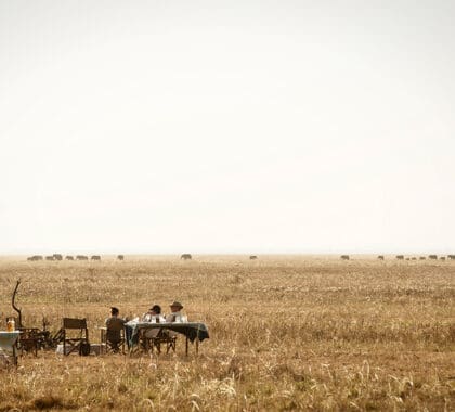 Comidas y bebidas en el bosque