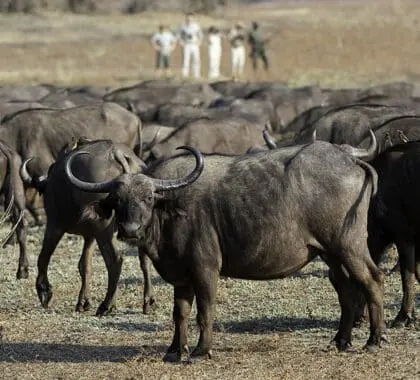 Safaris a pie guiados.