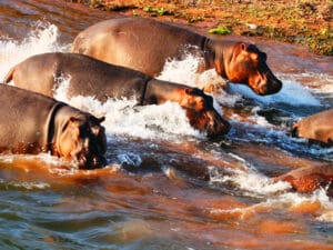 Lake Kariba on your doorstep at Changa Safari Camp, Matusadona National Park.