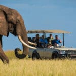 Los safaris guiados descubren los secretos del entorno del lago Kariba.