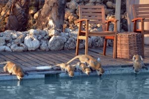 Pequeños visitantes en la piscina del lodge | Chem Chem Lodge