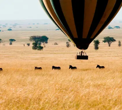 Safari en globo