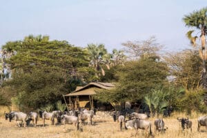 chem-chem-lodge_wildlife-outside