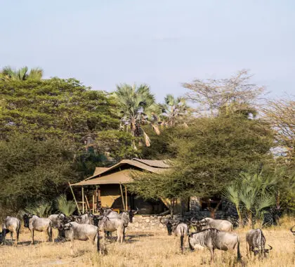 chem-chem-lodge_wildlife-outside