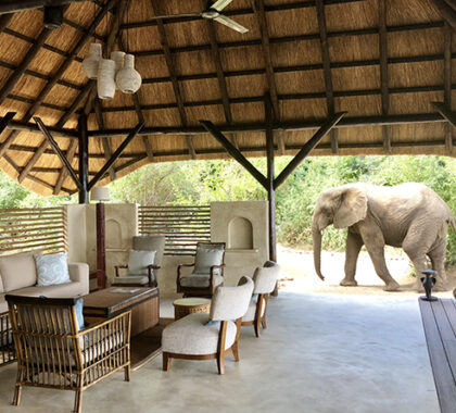 At Chiawa Camp you can experience Big 5 game viewing without leaving the comfort of the camp.