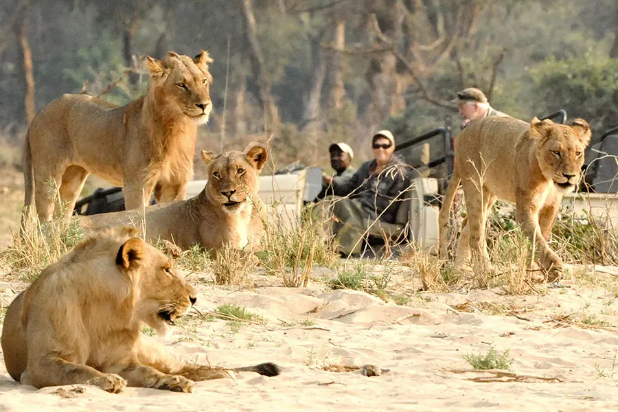 En primer plano de la imagen se ven cuatro leones, mientras que al fondo se aprecia parte de un vehículo de caza con varios habitantes | Go2Africa