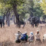 Encuentros cercanos con la preciada fauna africana.