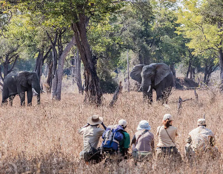Close encounters with Africa's prized wildlife. 