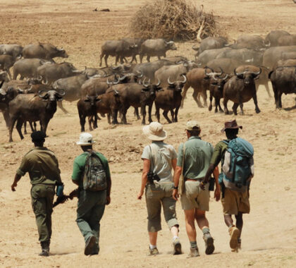 You feel part of the landscape when on foot, which makes big game sightings all the more thrilling!