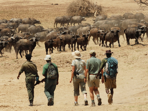 You feel part of the landscape when on foot, which makes big game sightings all the more thrilling!