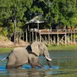 An elephant wallows in the lagoon in front of Chindeni Bushcamp.