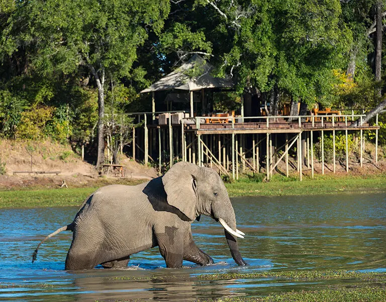 An elephant wallows in the lagoon in front of Chindeni Bushcamp.
