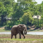 Elephant meanders past Chindeni Bushcamp.