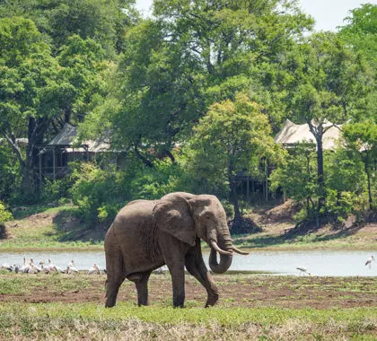 Elephant meanders past Chindeni Bushcamp.