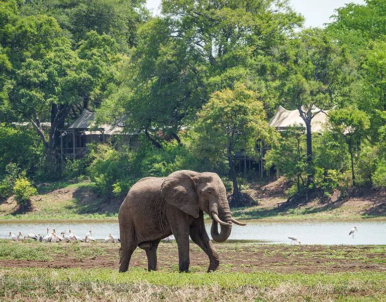 Elephant meanders past Chindeni Bushcamp.