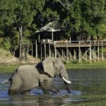 Excepcionales encuentros con la fauna salvaje. 