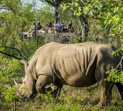 Excellent game viewing in the Sabi Sand Game Reserve.