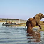 Avistamiento de animales en Chobe.