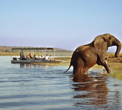 Avistamiento de animales en Chobe.