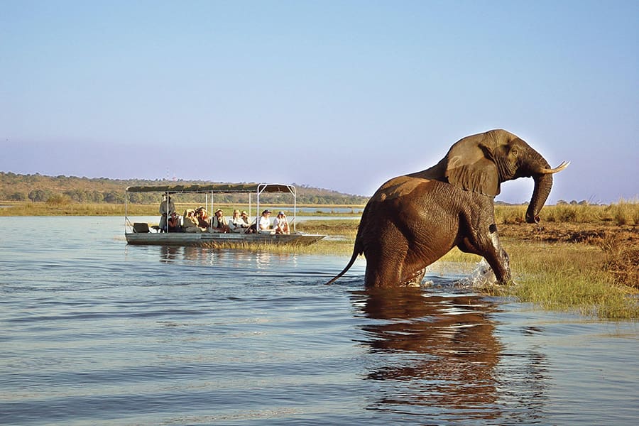 An elephant breaches the water and walks up to land | Go2Africa