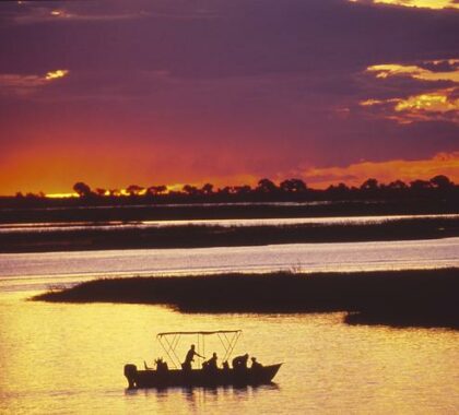 Discover the Chobe National Park wilderness with a scenic afternoon sunset boat trip.