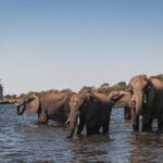 La región de Chobe es famosa por sus grandes manadas de elefantes. 