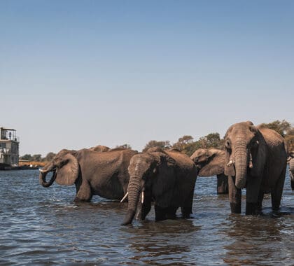La región de Chobe es famosa por sus grandes manadas de elefantes. 