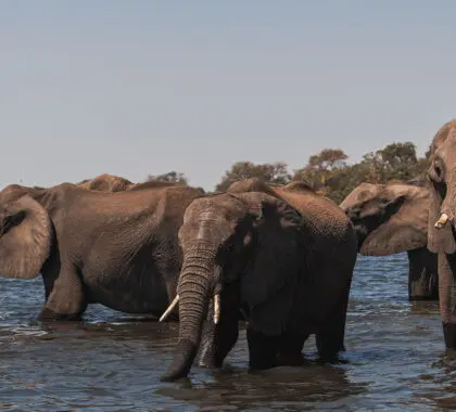 chobe-princess-with-elephant-heard-banner