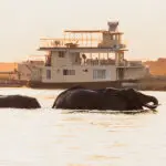 Elefantes cruzan el río Chobe al atardecer.
