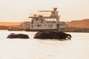 Elefantes cruzan el río Chobe al atardecer.