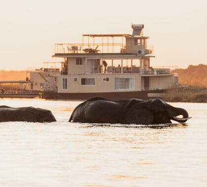 Elefantes cruzan el río Chobe al atardecer.