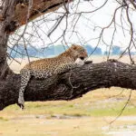 Un leopardo descansa cerca del río.