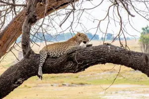 Un leopardo descansa cerca del río. 
