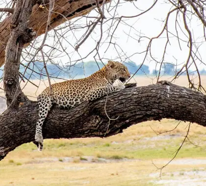 Un leopardo descansa cerca del río. 