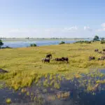 Riverfront wildlife on the Chobe floodplains.
