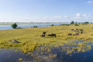 Riverfront wildlife on the Chobe floodplains. 