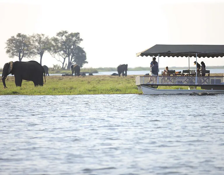 Disfrute del avistamiento de animales en barco por el río Chobe.