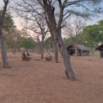 Chobe Under Canvas es un auténtico campamento de safari con tiendas.