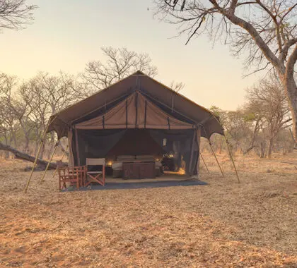 Una auténtica experiencia de safari africano.