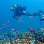 Explore the underworld and go scuba diving along the reef just off of the island.