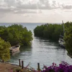 A natural mangrove 'harbour'. 
