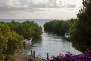 A natural mangrove 'harbour'. 