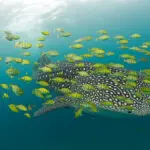 Chole is a short ride from Mafia Island, home to superb Whale Shark watching between October & March.