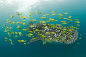 Chole is a short ride from Mafia Island, home to superb Whale Shark watching between October & March.