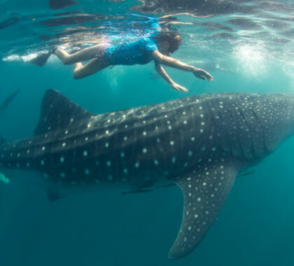 Chole is a short ride from Mafia Island, home to superb Whale Shark watching between October & March.